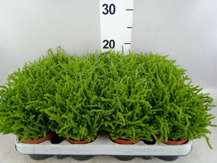 <h4>Crassula   ...</h4>