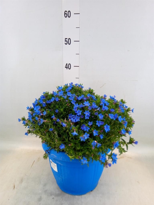 <h4>Glandora diffusa</h4>