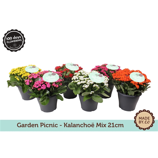 <h4>Kalanchoë Garden Picnic Mix</h4>