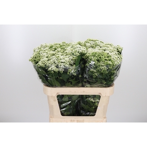 Eupatorium Ru Braulaub