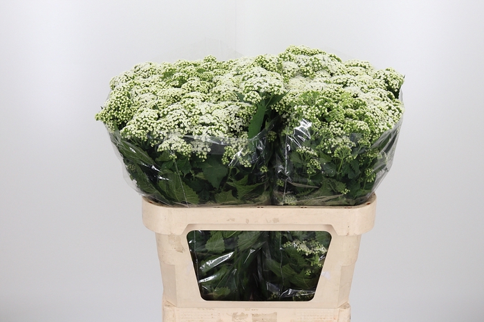 <h4>Eupatorium Ru Braulaub</h4>