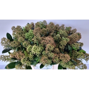 SKIM J SNOW WHITE BS