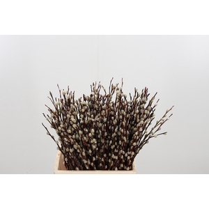 Salix Wilgenkatjes