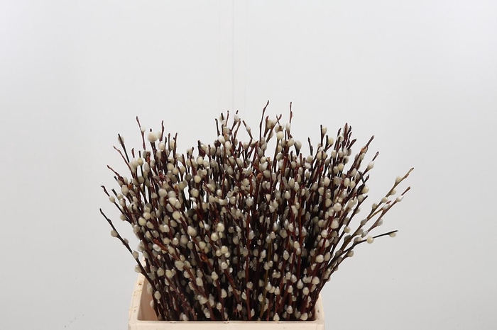 <h4>Salix Wilgenkatjes</h4>