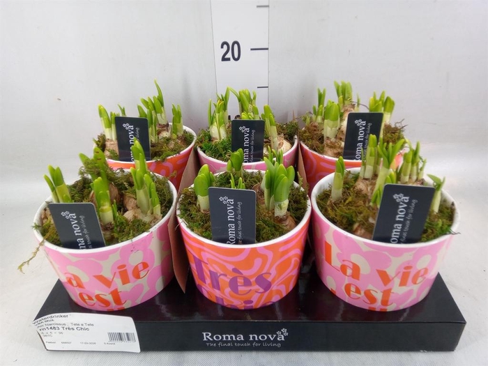 <h4>Arr. Narcissus</h4>