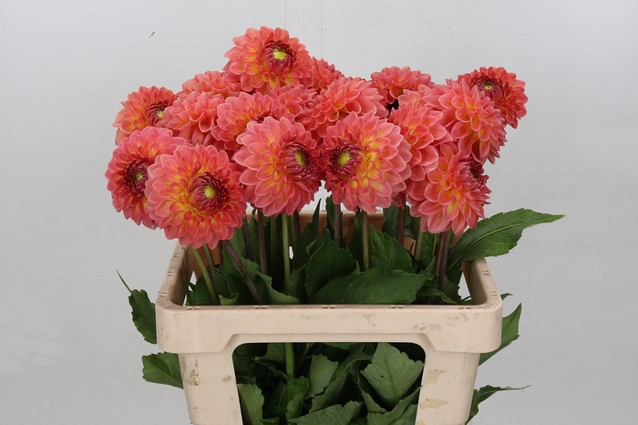 <h4>Dahlia Santa Lucia</h4>