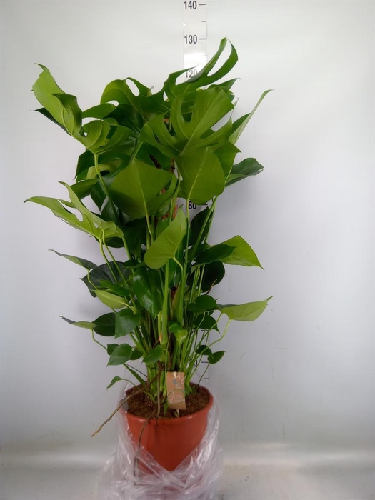 <h4>Monstera delic.</h4>