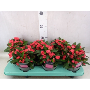 Euphorbia milii 'Maxi Olympia'