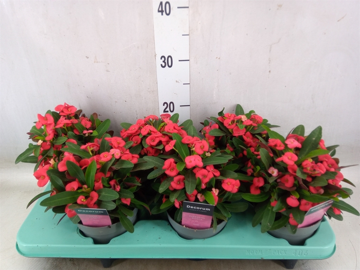 <h4>Euphorbia milii 'Maxi Olympia'</h4>