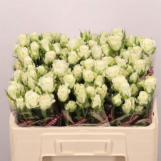 <h4>ROSA TR 'SNOWFLAKE'</h4>