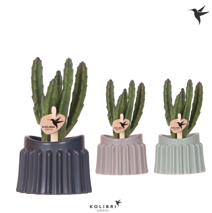 <h4>Kolibri Greens Stapelia Leendertziae in Raw pot mix</h4>