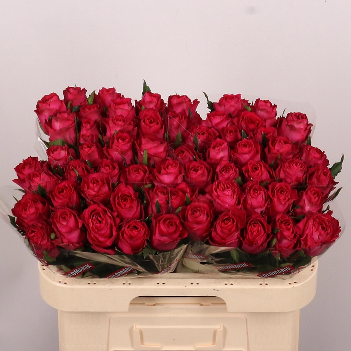 <h4>R GR MADAM CERISE</h4>