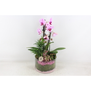arr2 PL - Glas cilinder phal. roze