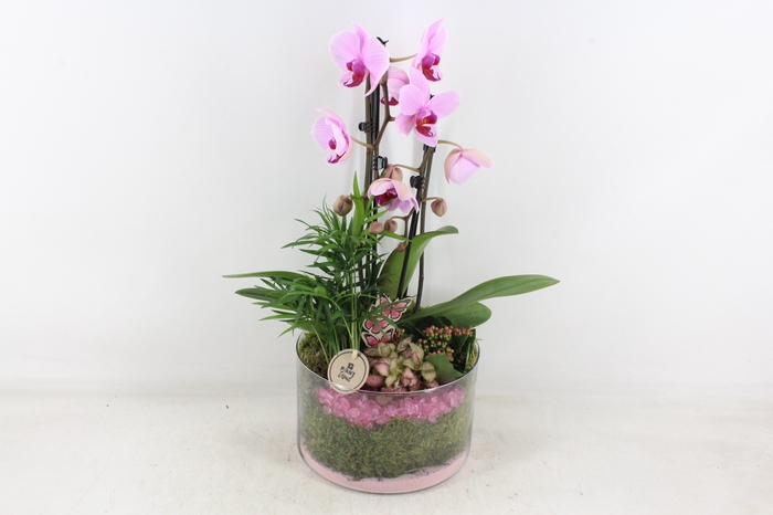 <h4>arr2 PL - Glas cilinder phal. roze</h4>