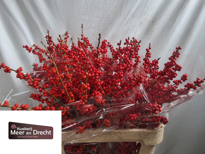 <h4>ILEX VE RODE BES</h4>