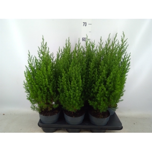 Juniperus chinensis 'Stricta'