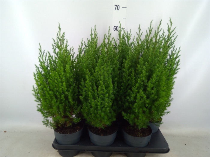 <h4>Juniperus chinensis 'Stricta'</h4>