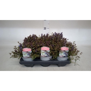 Ajuga reptans 'Braunherz'