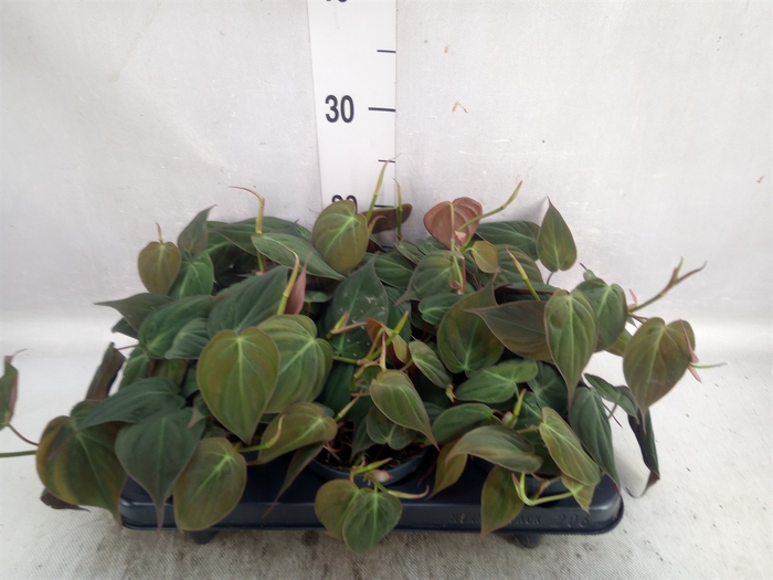 <h4>Philodendron scand. subsp. micans</h4>