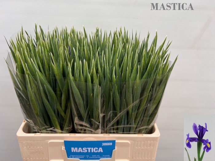 <h4>IRIS BLUE MAGIC</h4>
