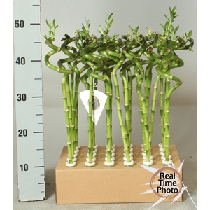 DRA LUCKY BAMBOO