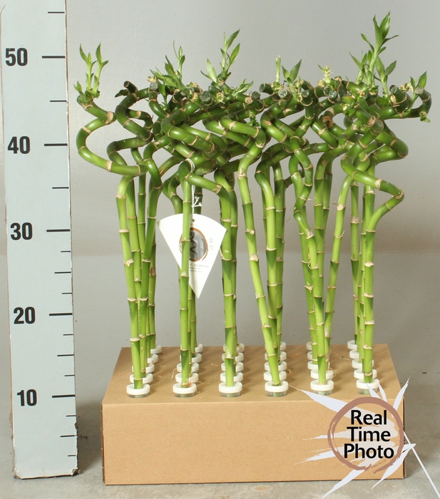 <h4>DRA LUCKY BAMBOO</h4>
