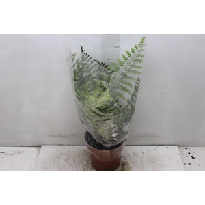 ASPLENIUM PARVATI P17