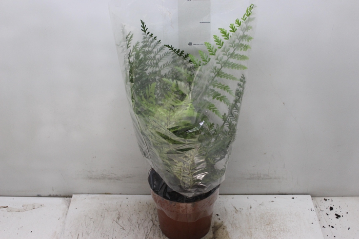 <h4>ASPLENIUM PARVATI P17</h4>