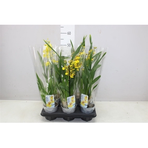 Oncidium Sweet Sugar 1 Tak