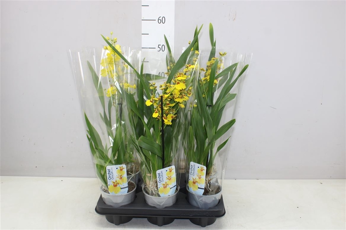 <h4>Oncidium Sweet Sugar 1 Tak</h4>