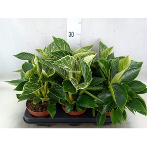 Philodendron   ...