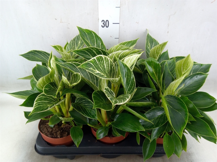 <h4>Philodendron   ...</h4>