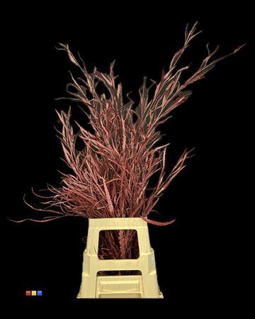 <h4>Grevillea Bordeaux</h4>