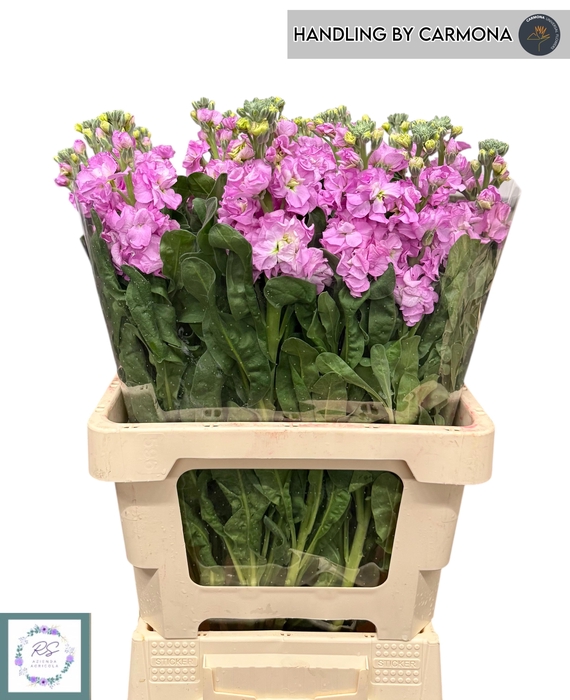 <h4>Matth Iron Pink</h4>