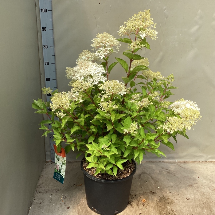<h4>HYDR PANICULATA</h4>