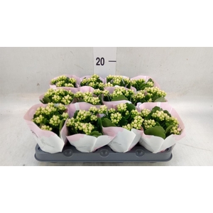 Kalanchoe  'RoseFlow Harlow'