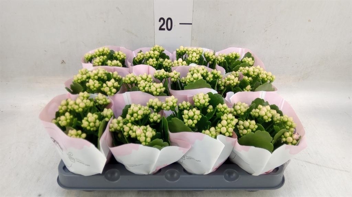 <h4>Kalanchoe  'RoseFlow Harlow'</h4>