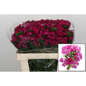 DI BARB AM NEON CHER