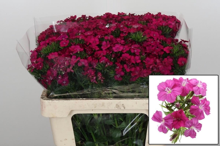 <h4>DI BARB AM NEON CHER</h4>