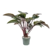 Philodendron Red Beauty