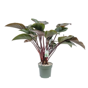 Philodendron Red Beauty