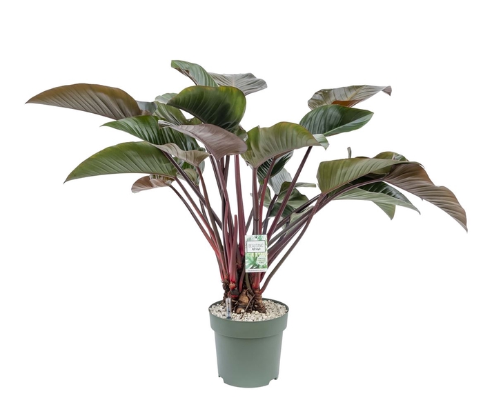 <h4>Philodendron Red Beauty</h4>