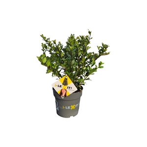 Ilex crenata Dark Green, P14, Struik 15-20cm