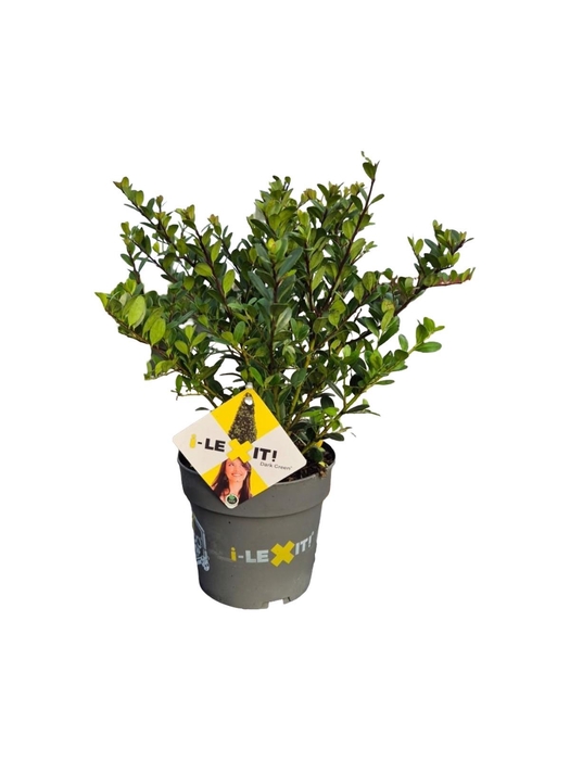 <h4>Ilex crenata Dark Green, P14, Struik 15-20cm</h4>