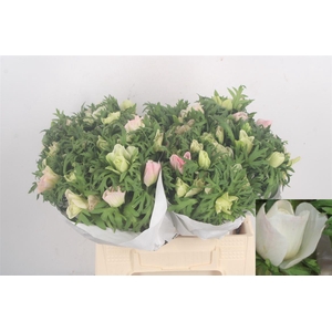 Anemone Mistral Light Pink