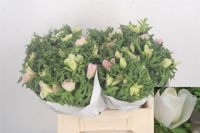 <h4>Anemone Mistral Light Pink</h4>