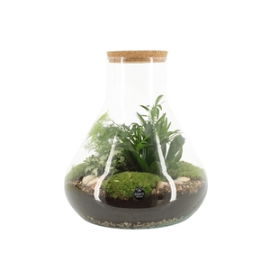 90077: Terrarium arrangement