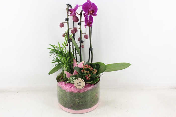 <h4>arr2 PL - Glas cilinder phal. donker roze</h4>