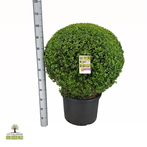 Buxus sempervirens Bol 80