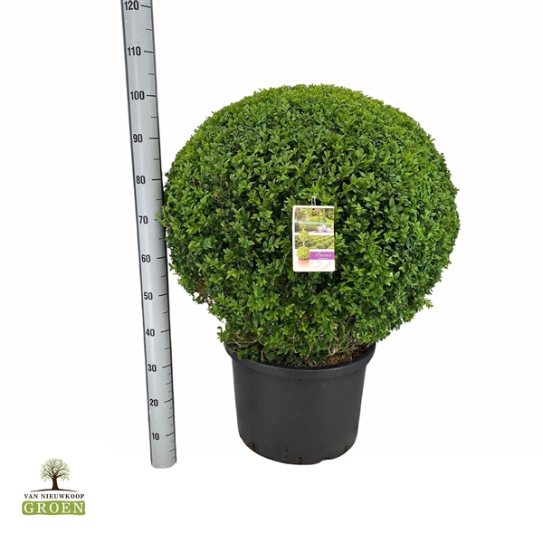 <h4>Buxus sempervirens Bol 80</h4>